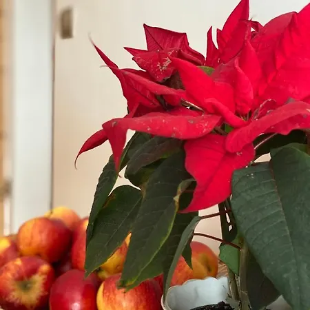 Bed & Breakfast Siumno Izba Brzegi Brzegi (Garwolin)