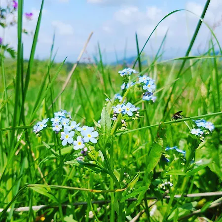 Bed & Breakfast Siumno Izba Brzegi 3*