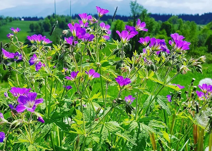 Nocleg ze śniadaniem Siumno Izba Brzegi Brzegi (Garwolin)